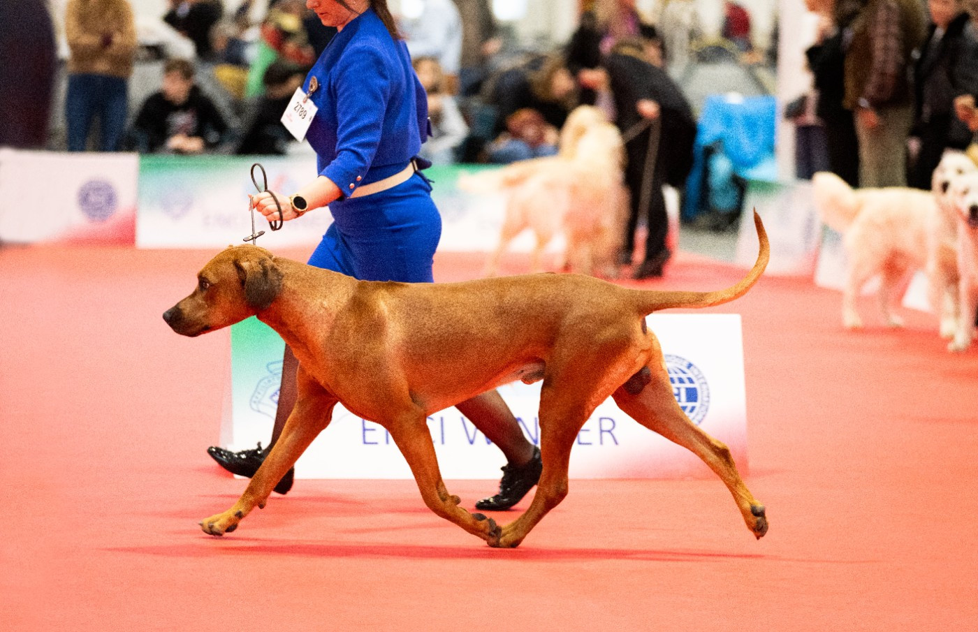 Viking Stamm River Ridgeback